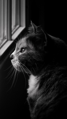 кот серый морда у окна