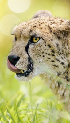 гепард язык морда трава боке