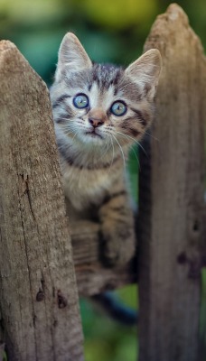 котенок забор жерди серый горшок