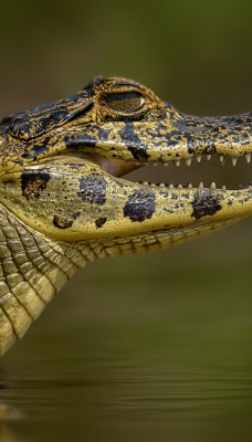 крокодил рептилия