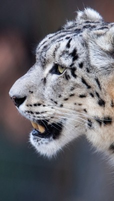 белый леопард морда оскал