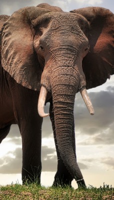 слон хобот саванна
