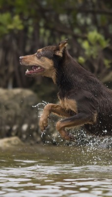 собака речка вода брызги