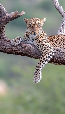 леопард дерево бревна