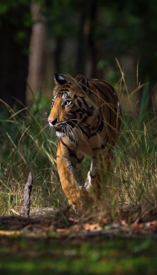 тигр лес трава хищник зверь