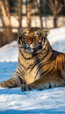 тигр снег лежит зоопарк