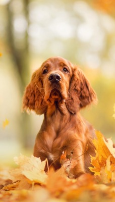 собака спаниель листья осень