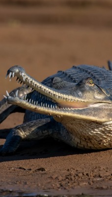 крокодил песок на берегу