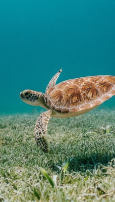 черепаха океан под водой на дне