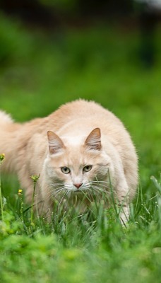 кот в траве лужайка трава зелень