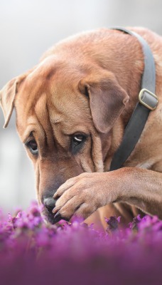 собака пес в цветах лапа морда