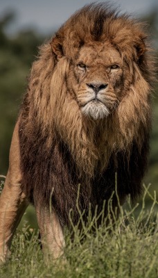лев морда трава грива хищник