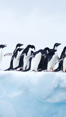 пингвины зима север полюс снег