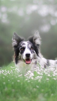 собака лайка трава поляна