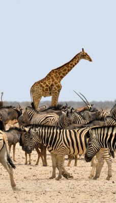 зебры звери стадо жираф