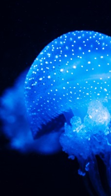 медуза свечение темнота глубина