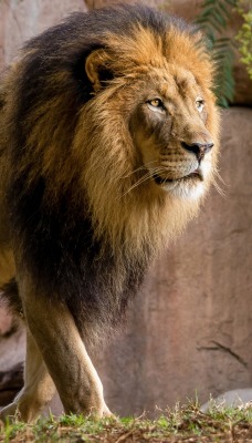 лев грива хищник