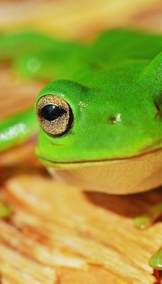 лягушка зеленая жаба