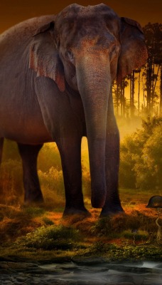 слон фантастика мальчик лес