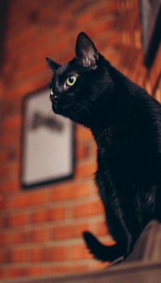 кот черный стена кирпичная
