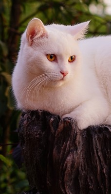 кот белый лежит пень