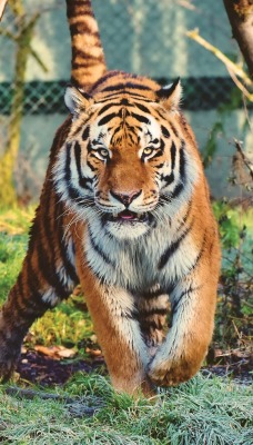 тигр зоопарк хищник зверь полосатый