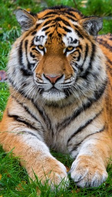 тигр лежит на траве