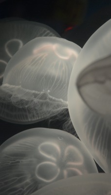 медузы глубина темнота