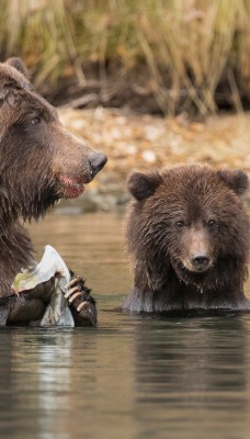 медведи в воде бурые медвежата