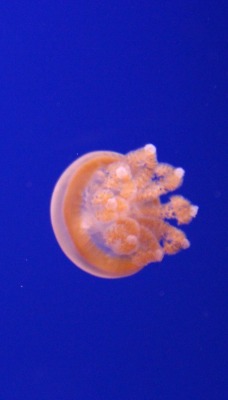 медуза глубина под водой океан