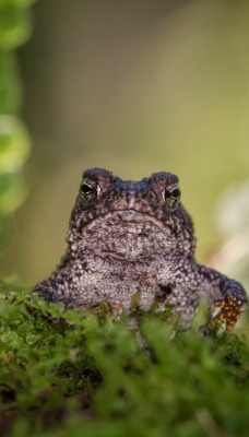 лягушка жаба мох крупный план