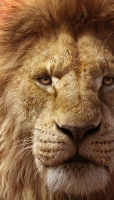 лев львенок звери морда грива