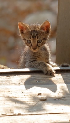 котята листья терасса