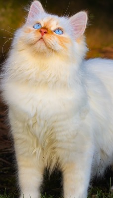 кот белый пушистый голубые глаза