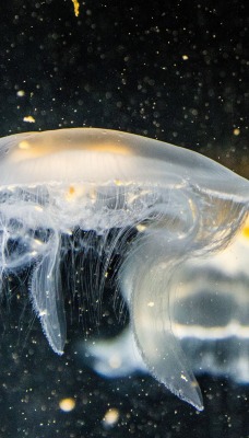 медуза глубина частицы темнота