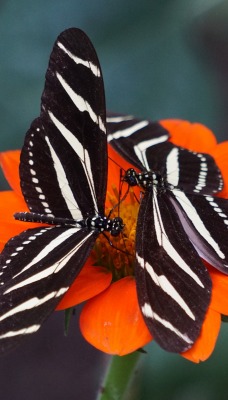бабочки цветок крупный план