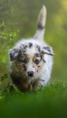 собака щенок на лужайке размытость