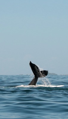 кит хвост океан