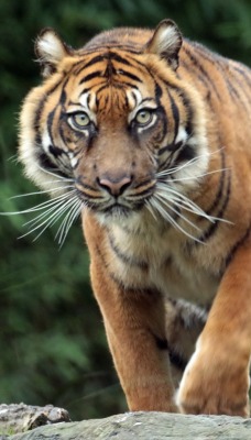 тигр хищник морда взгляд
