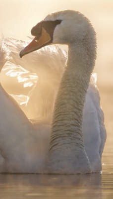 лебедь крылья озеро