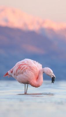 фламинго розовый озеро горы