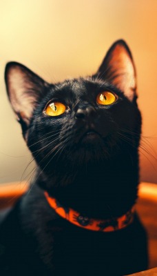 кот черный взгляд кувшин