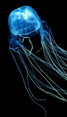 медуза темнота черынй фон глубина