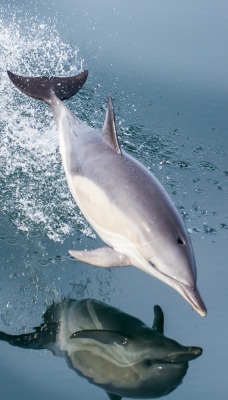 дельфин прыжок над водой брызги