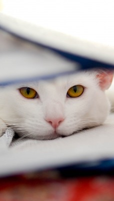 кот морда белый