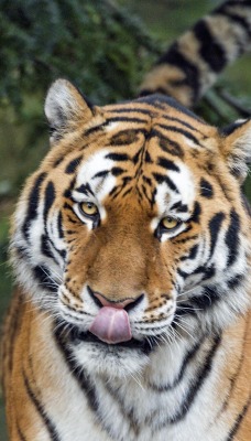 тигр язык хищник морда