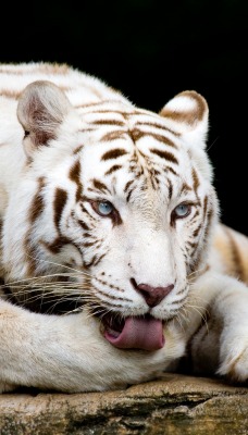 тигр белый лежит