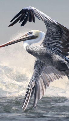 пеликан птица полет прибой волна