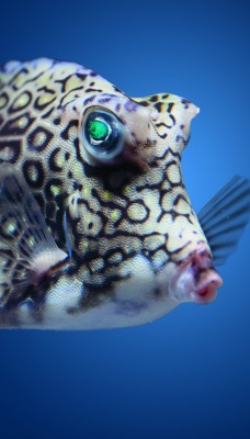 рыба морская глубина