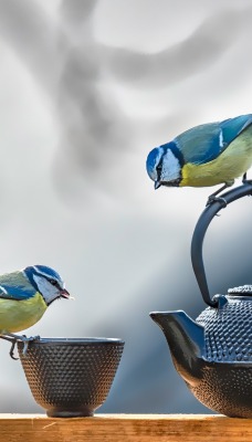 птицы воробьи чайник чашки